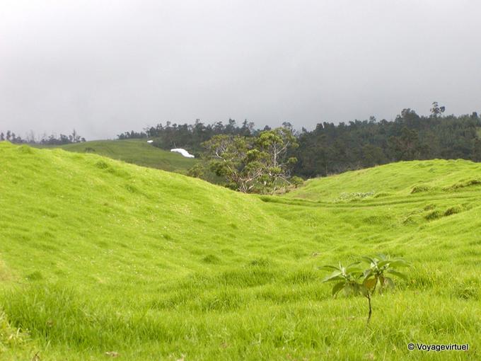 La verdure des Hauts - La Réunion