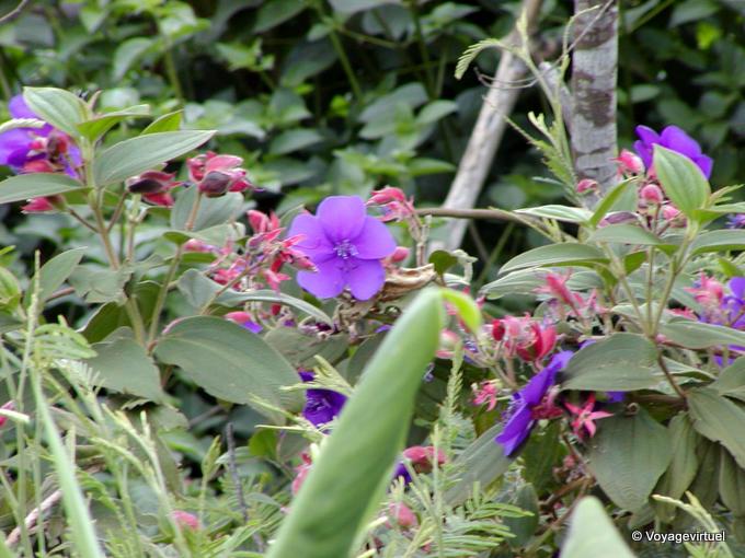 Petite fleur de Tibouchine - La Réunion