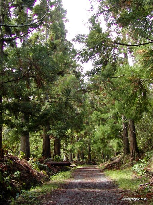 Dans la forêt de Cilaos - La Réunion
