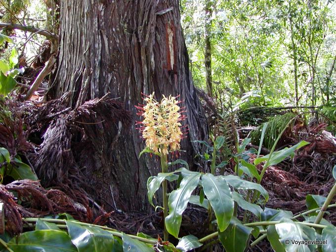 Arbre et fleur - La Réunion