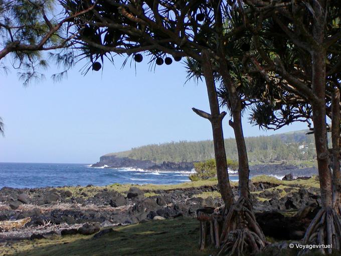 Lave, pandanus et falaises vers la pointe de la Table - La Réunion