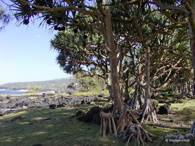 Les racines en faisceau pyramidal des Pandanus, sud de l'île - La Réunion