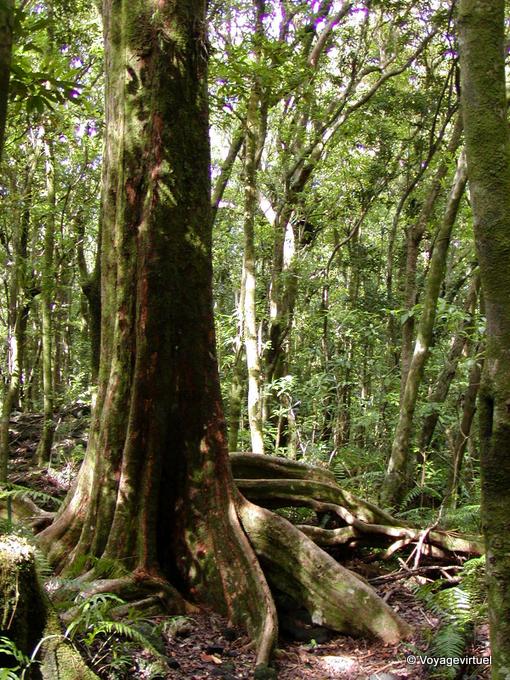 Les racines d'un géant de la forêt (Fromager ?) - La Réunion