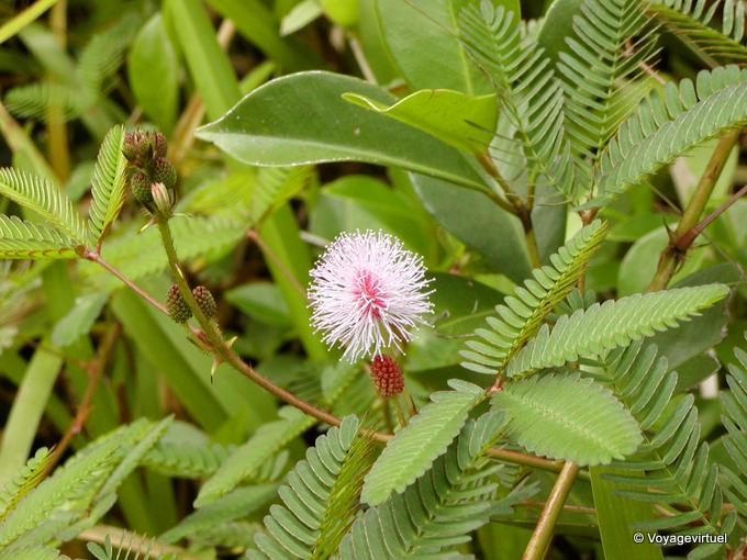 Le mimosa pudique, plante sensitive, appelée aussi Marie-honte ou herbe mamzelle - La Réunion