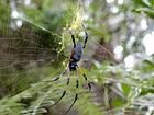 Araignée arboricole rencontrée en randonnée vers le Dimitile, La Réunion.