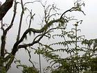 Fougères et lichens sur les arbres en montant au Dimitile, La Réunion.