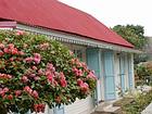 Bougainvillés et volets, Entre-Deux, La Réunion.