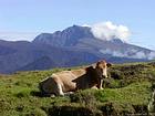 Une vache, dos au piton des Neiges, La Réunion.