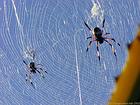 La toile des araignées Nephila nigra, La Réunion.