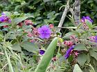 Petite fleur de Tibouchine, La Réunion.