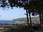 Lave, pandanus et falaises vers la pointe de la Table, La Réunion.