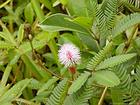 Le mimosa pudique, plante sensitive, appelée aussi Marie-honte ou herbe mamzelle, La Réunion.