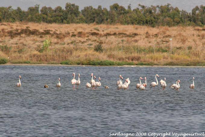 Arborea, flamants roses dans la lagune - Sardaigne