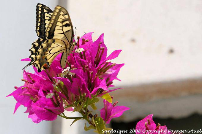 Monteleone Rocca Doria, bougainvilliers et machaon - Sardaigne