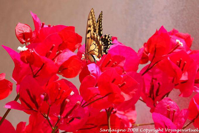Monteleone Rocca Doria, fleurs et papillon - Sardaigne