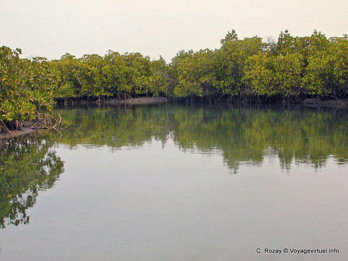 Dans les mangroves du Saloum - Sénégal