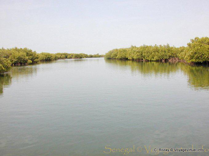 Mangroves environnant le bras du fleuve - Sénégal