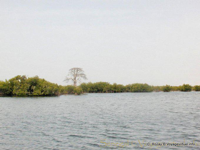 Image de mangroves sans intérêt - Sénégal