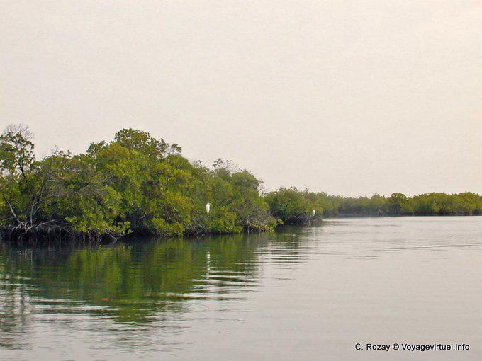 Oiseau blanc dans la mangrove du Saloum - Sénégal