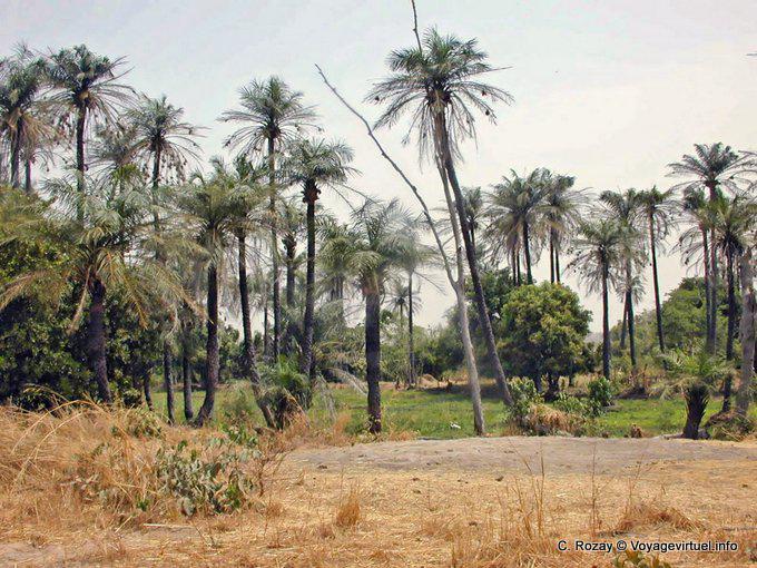 Tranche de campagne dans les terres du delta du Saloum - Sénégal