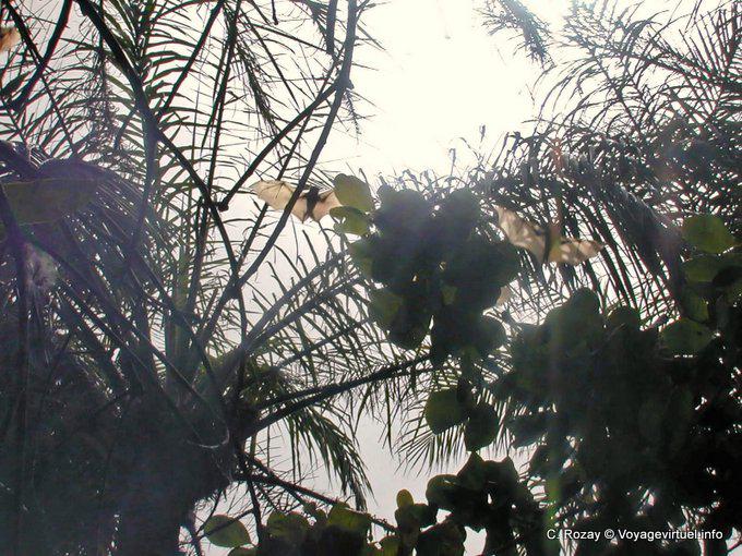 Grandes chauve-souris en vol (roussettes) - Sénégal