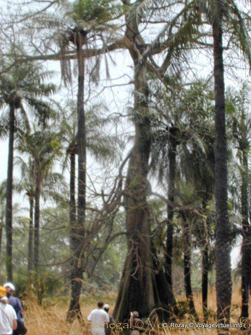Promenade en brousse - Sénégal