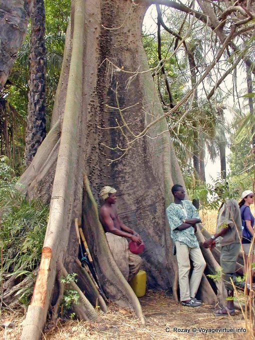 Palabre à l'ombre du fromager - Sénégal
