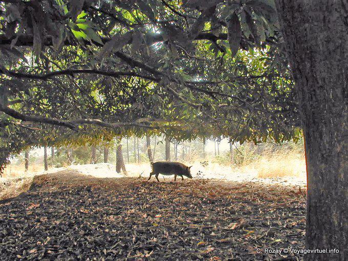 Cochon quasi sauvage en recherche de nourriture, parc du Saloum - Sénégal