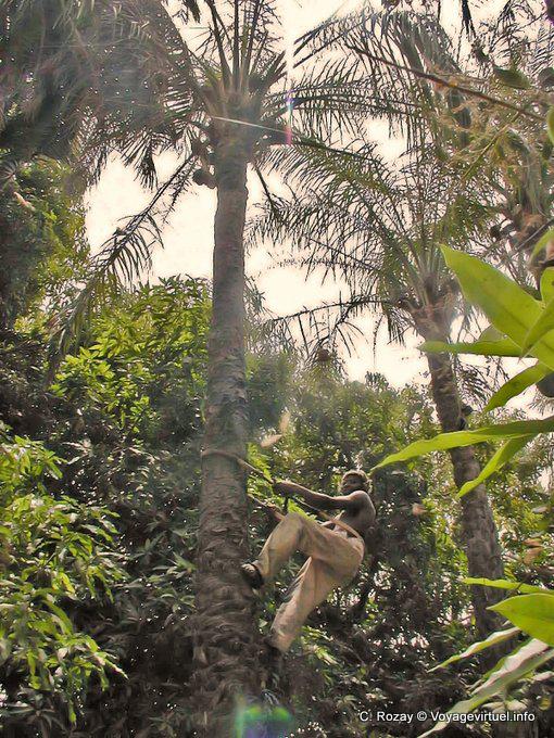 Grimpette au cocotier - Sénégal