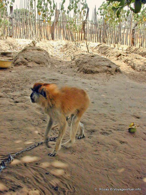 Autre vue du singe Colobe bai enchainé dans un village du Saloum - Sénégal