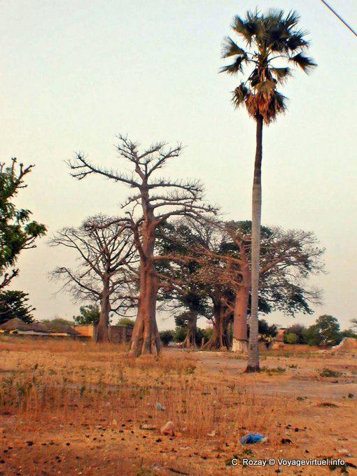 Végétation locale à Foundiougne - Sénégal