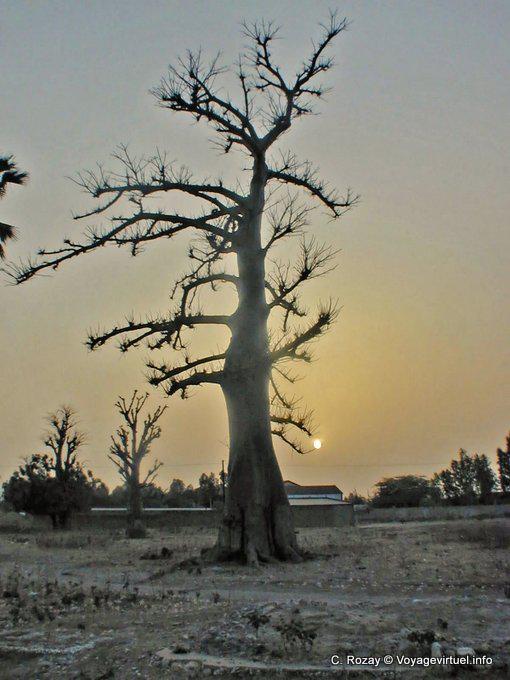Baobab dans la lumière du couchant - Sénégal