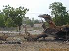 Souche d'arbre mort, Foudiougne, Senegal.