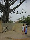 Devant le baobab géant à Foudiougne, Senegal.