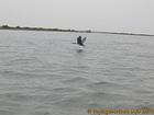 Senegal envol d'oiseau sur le fleuve, Senegal.