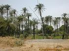 Tranche de campagne dans les terres du delta du Saloum, Senegal.