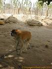Autre vue du singe Colobe bai enchainé dans un village du Saloum, Senegal.