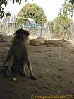 Singe Colobe bai dans le parc du delta du Saloum, Senegal.