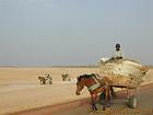 Chariots au retour de récolte, Sine-Saloum, Senegal.