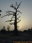 Baobab dans la lumière du couchant, Senegal.