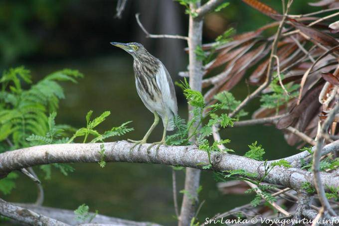 Jeune héron, Beruwela - Ceylan Sri Lanka