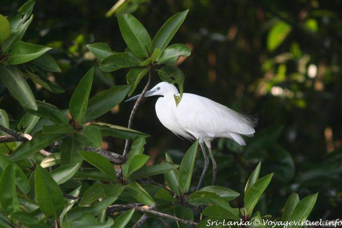 Aigrette, Beruwela - Ceylan Sri Lanka