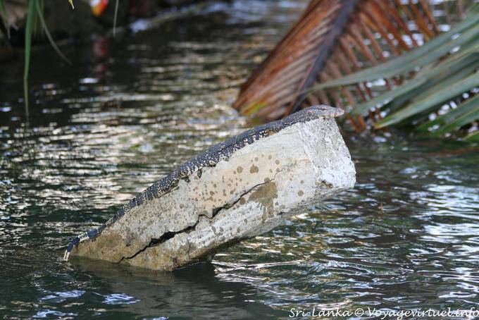 Varan à l'affut, Bentota - Ceylan Sri Lanka