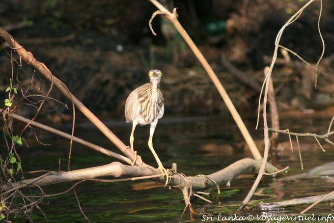 Regard de héron, mangrove de Bentota - Ceylan Sri Lanka