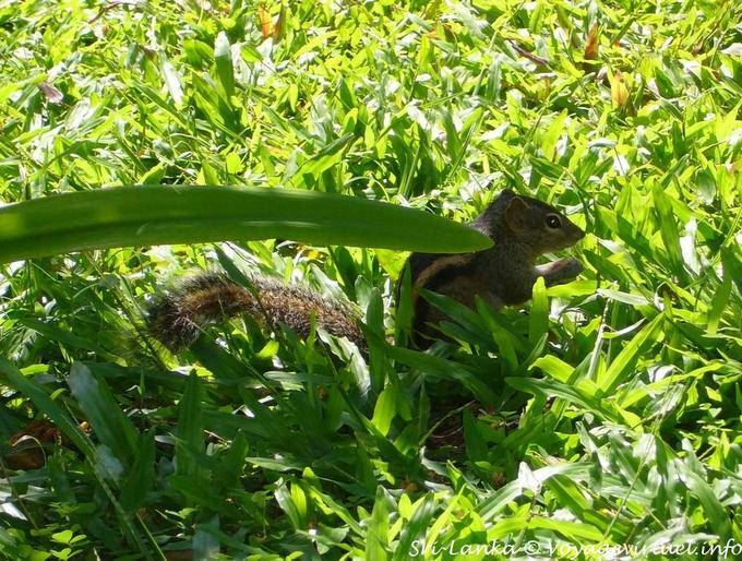Ecureuil dans l'herbe verte, Beruwela - Ceylan Sri Lanka