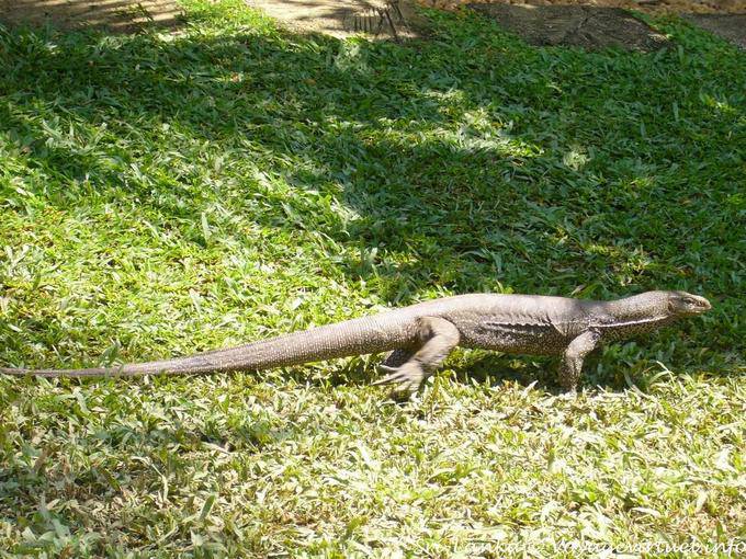Varan (Monitor lizards) en promenade, Beruwela - Ceylan Sri Lanka