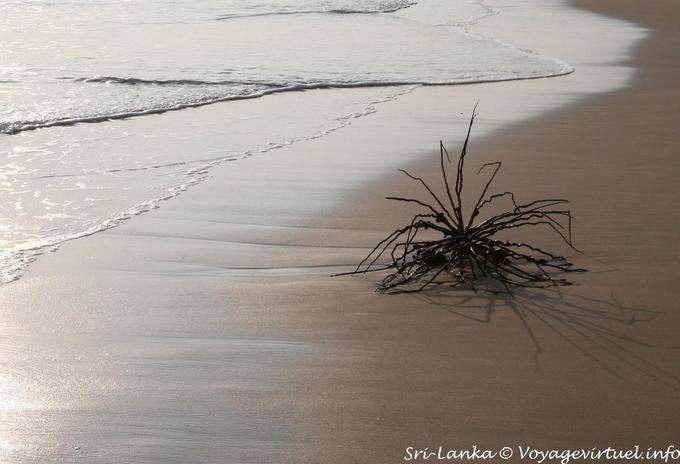 Sur la plage, abandonné ... Beruwela - Ceylan Sri Lanka
