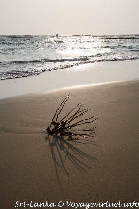 Ombre du soir Beruwela beach - Ceylan Sri Lanka