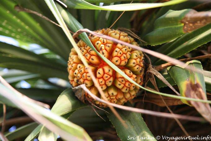 Fruit original Beruwela - Ceylan Sri Lanka