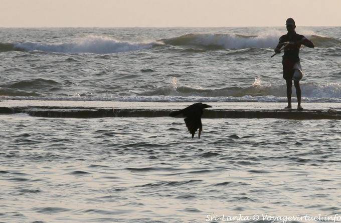 Le corbeau et le pêcheur, Beruwela - Ceylan Sri Lanka